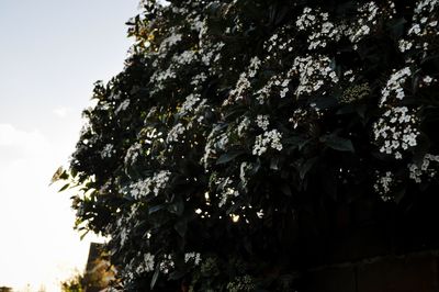 Low angle view of trees against sky