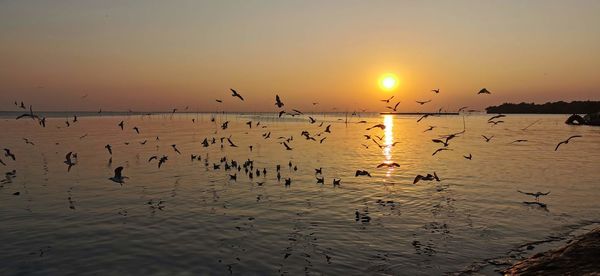 Flock of seagulls flying over sea during sunset