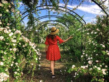 Rear view of woman in red dress in a garden full of roses