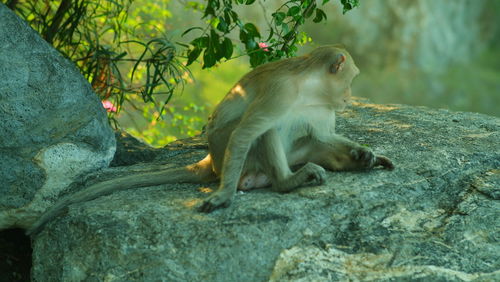 Monkey sitting on rock