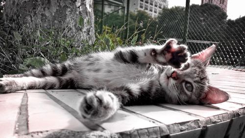 Cat resting on couch