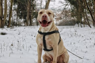 Dog on field during winter