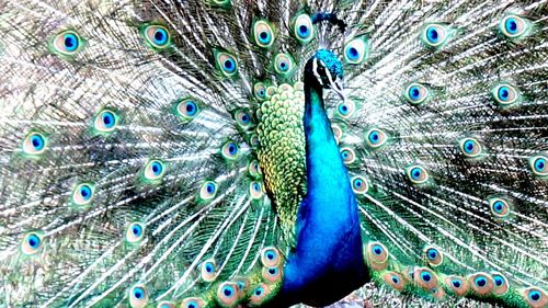 Close-up of peacock