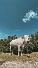 Cow standing in a field against sky