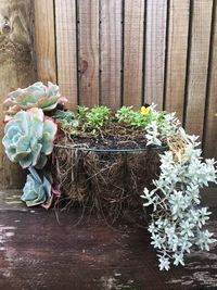 Close-up of plants growing on wood