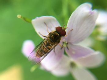 Close-up of bee pollinating flower