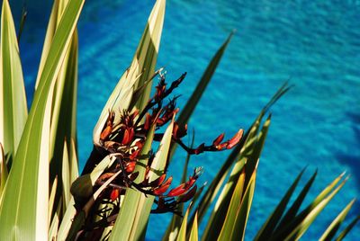 Close-up of plants against blue water