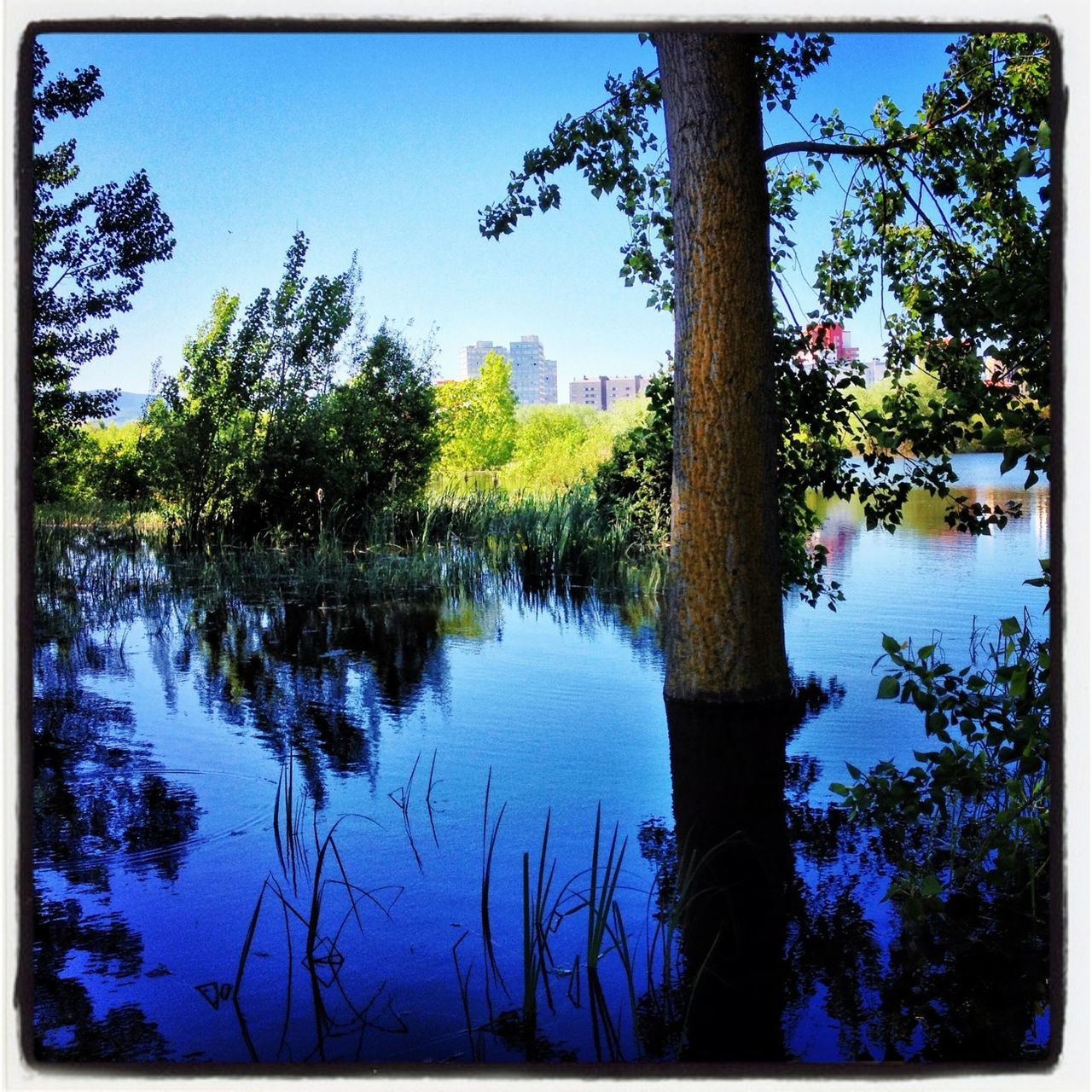 tree, transfer print, water, tranquility, lake, auto post production filter, tranquil scene, blue, reflection, growth, nature, tree trunk, scenics, beauty in nature, sky, branch, day, calm, idyllic, palm tree