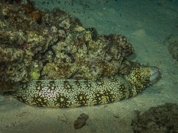 High angle view of crocodile in sea