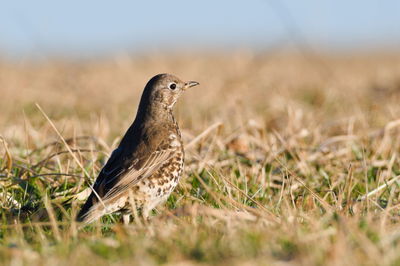 Close-up of bird perching on field