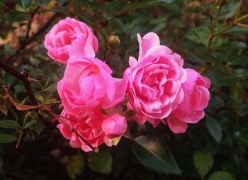 Close-up of pink roses blooming outdoors