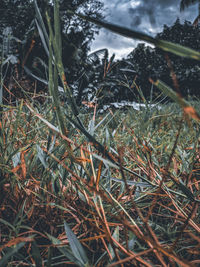 Close-up of plants growing on land