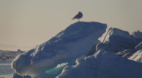 Seagull perching on snow covered mountain against sky