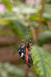 Close-up of spider on web