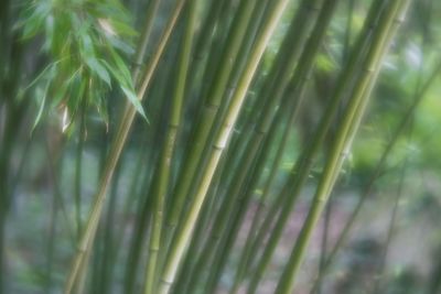 Close-up of plants