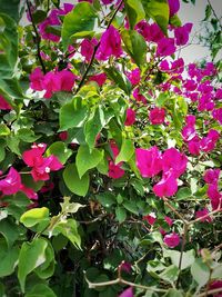 Close-up of pink flowers