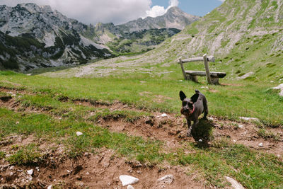 Dog in a field