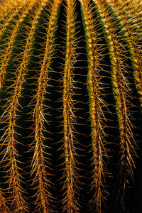 Full frame shot of succulent plant on field