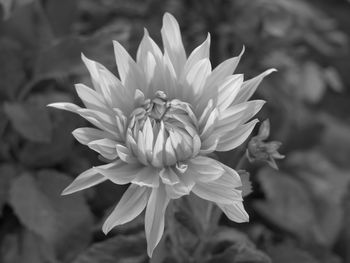 Close-up of flower blooming outdoors