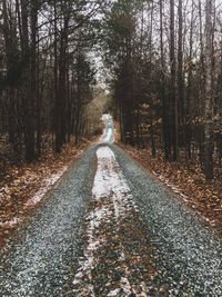 Bare trees in forest during autumn