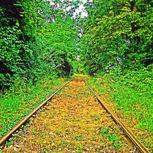 Railroad track in forest