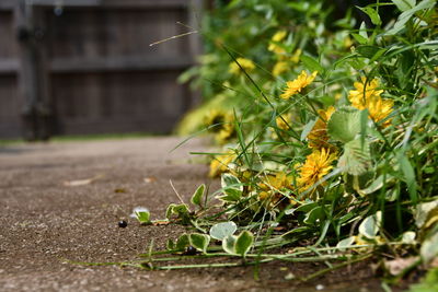 Close-up of plant growing on field against building