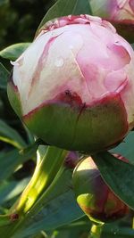 Close-up of pink rose bud