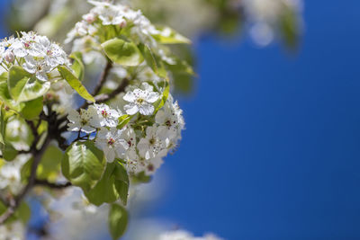 Close-up of white flowers on branch