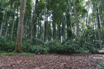 Trees growing in forest