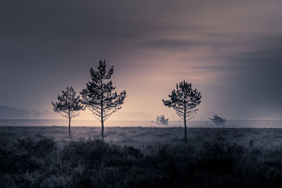 Silhouetted trees on the heath at sunrise