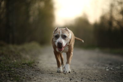 Portrait of dog running on road