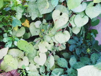 High angle view of flowering plant leaves in water