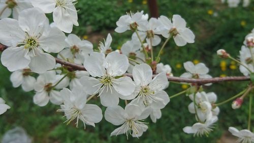 Close-up of white cherry blossoms in spring