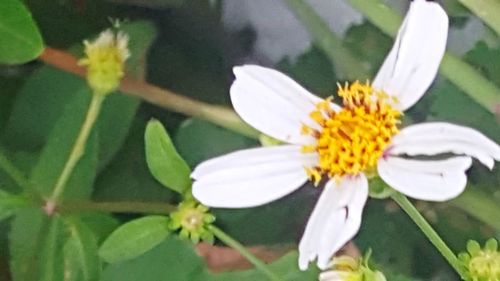 Close-up of white flower blooming outdoors