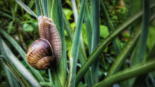 Close-up of snail on plant