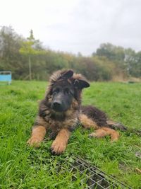 Portrait of dog on field