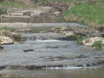 River flowing through forest