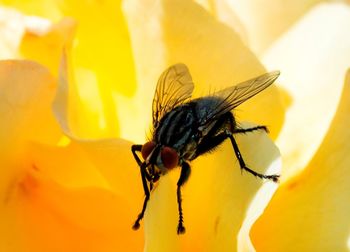 Close-up of insect pollinating on yellow flower