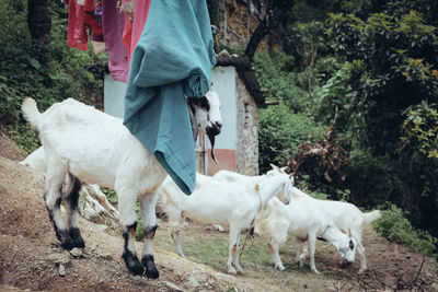 Goats on field by laundry hanging against trees