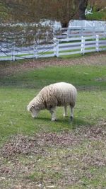 Sheep grazing on grassy field