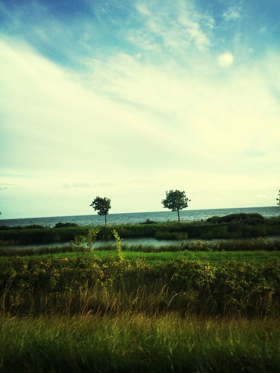 field, tranquil scene, sky, tranquility, landscape, grass, growth, scenics, beauty in nature, nature, rural scene, agriculture, cloud - sky, tree, cloud, plant, crop, farm, grassy, green color