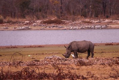 Horse standing in a lake