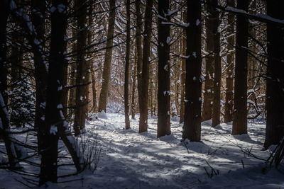 Trees in forest during winter