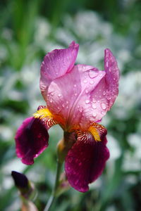 Close-up of pink flower