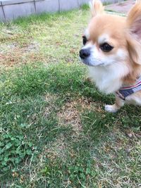 Dog in grass