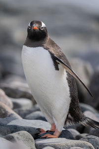 Close-up of gentoo penguin standing on shingle