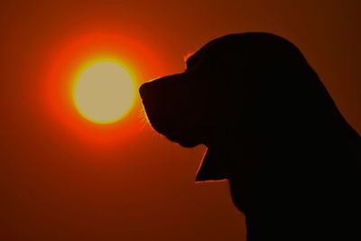 Close-up portrait of silhouette man against orange sky