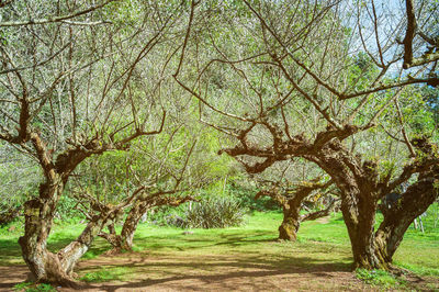 Trees in forest