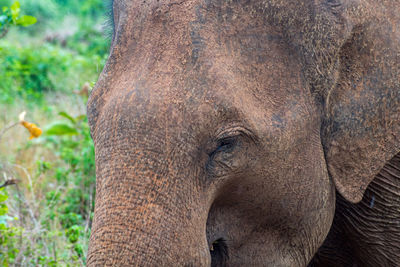 Close-up of an asian elephant head - elephas maximus, udawalawa, sri lanka