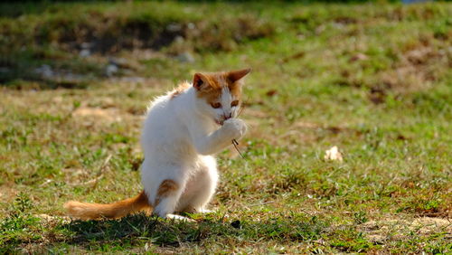 Cat sitting on field